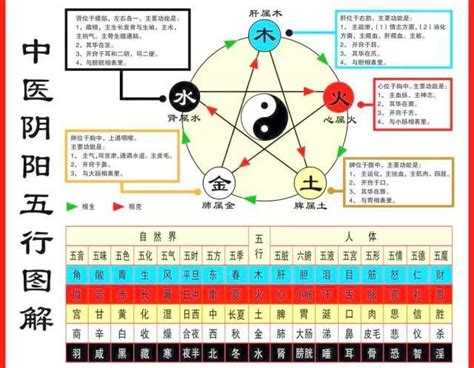 五行內臟|搞懂中醫五行陰陽論！一張表看懂五行與五臟的關係